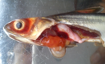 Sự kháng thuốc của vi khuẩn gây bệnh xuất huyết trên cá tra (Pangasianodon hypophthalmus)