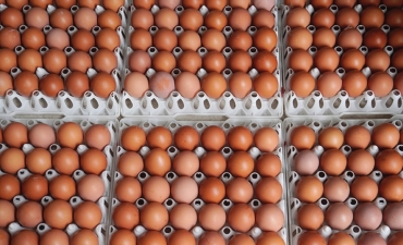 Đầu tư công nghệ chế biến sâu để nâng tầm trứng Việt