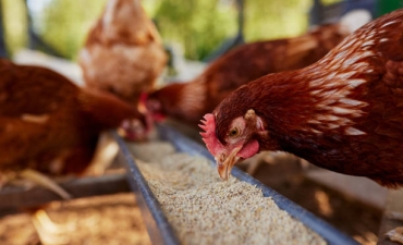 Phát hiện một ổ dịch cúm gia cầm A (H5N1) ở Đắk Lắk