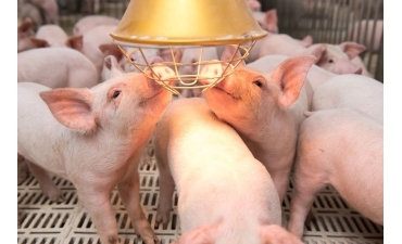 Một số xu hướng trong chăn nuôi heo trên thế giới