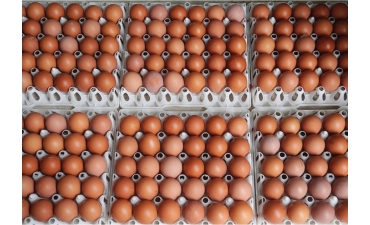 Đầu tư công nghệ chế biến sâu để nâng tầm trứng Việt