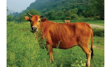 Vùng cao thay đổi cách làm, chú trọng phòng dịch đàn vật nuôi