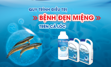 Quy trình điều trị bệnh đẹn miệng trên Cá Lóc