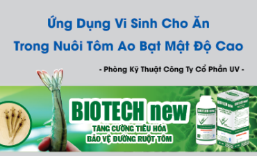 Ứng Dụng Vi Sinh Cho Ăn Trong Nuôi Tôm Ao Bạt Mật Độ Cao