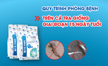Quy trình phòng bệnh cho cá tra giống giai đoạn mới thả tới 15 ngày tuổi