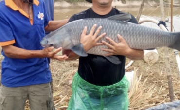 Nam Định: Ao cá 