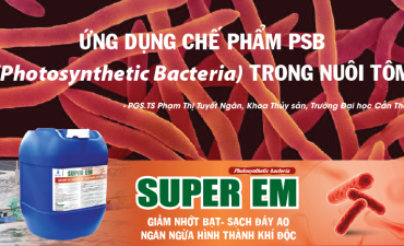 Ứng Dụng Chế Phẩm PSB (Photosynthetic Bacteria) Trong Nuôi Tôm