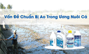 Vấn Đề Chuẩn Bị Ao Trong Ương Nuôi Cá