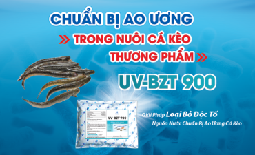 Chuẩn bị ao ương trong nuôi cá kèo thương phẩm