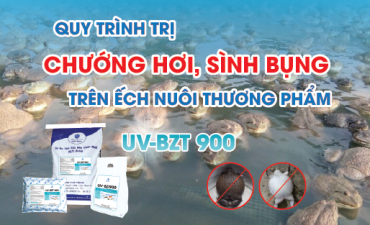 Quy trình phòng trị bệnh chướng nước, sình bụng trên ếch thương phẩm