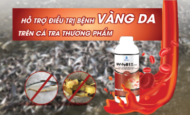 Quy Trình Xử Lý Bệnh Vàng Da Trên Cá Tra Thương Phẩm