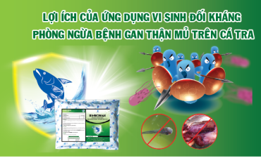 Lợi ích của ứng dụng vi sinh đối kháng phòng ngừa bệnh gan thận mủ trong nuôi cá tra