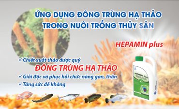 Ứng dụng đông trùng hạ thảo trong nuôi trồng thủy sản