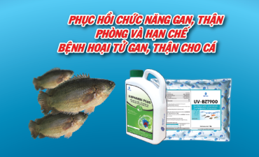 Quy Trình Phòng Và Hỗ Trợ Điều Trị Bệnh Hoại Tử Gan Trên Cá Rô