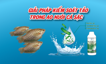 Kiểm Soát Tảo Trong Ao Nuôi Cá Sặc