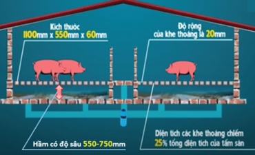 Công nghệ chăn nuôi heo thịt không xả thải