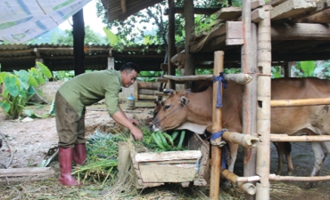 Sử dụng thức ăn cho gia súc mùa đông