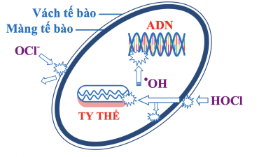 Cơ Chế Khử Trùng Của Các Hợp Chất Chứa Chlorine