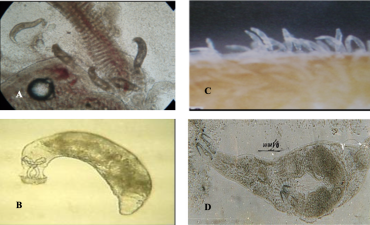 Sán lá đơn chủ dactylogyrus & gyrodactylus  gây bệnh trên cá nước ngọt