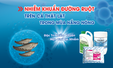 Nhiễm khuẩn đường ruột trên Cá Thát Lát trong mùa nắng nóng