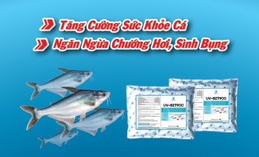 Quy Trình Điều Trị Bệnh Chướng Hơi Sình Bụng Trên Cá Tra Giống