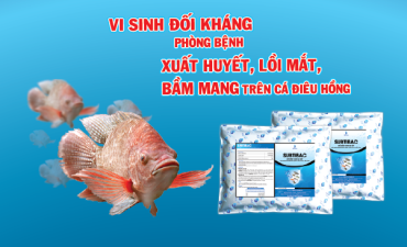 Ứng dụng vi sinh phòng bệnh xuất huyết lồi mắt, bầm mang cho cá điêu hồng