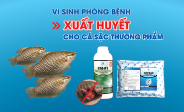 Ứng dụng vi sinh phòng bệnh xuất huyết trong nuôi cá sặc thương phẩm