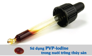 Sử dụng PVP-iodine trong nuôi trồng thủy sản