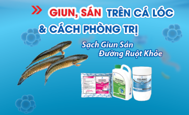 Bệnh giun sán trên cá lóc và giải pháp phòng trị