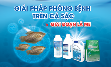 Giải pháp phòng bệnh trên Cá Sặc giai đoạn lá me