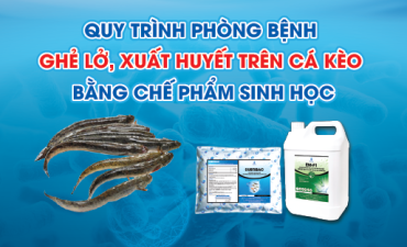 Quy trình phòng ghẻ lở, xuất huyết trên cá kèo bằng chế phẩm sinh học