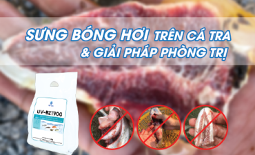 Sưng bóng hơi trên cá tra và giải pháp phòng trị