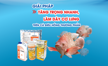 Giải Pháp Tăng Trọng Bền Vững Cho Cá Điêu Hồng