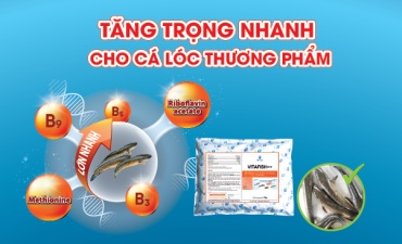 Quy Trình Tăng Trọng Cho Cá Lóc