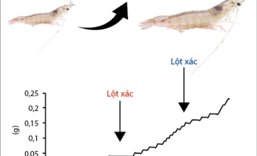 Sự Lột Xác Trên Tôm Thẻ Chân Trắng (Litopenaeus vannamei)