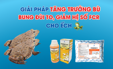 Quy Trình Tăng Trưởng Bù cho Ếch