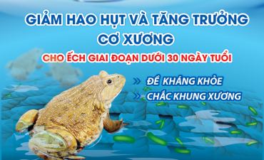 Giảm hao hụt và tăng trưởng cơ xương cho ếch giai đoạn dưới 30 ngày tuổi