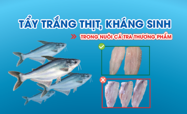 Tẩy trắng thịt, kháng sinh trong nuôi cá tra thương phẩm