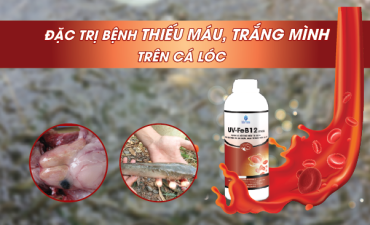 Phòng & Trị Bệnh Trắng Mình, Đỏ Ruột Trong Nuôi Cá Lóc Thương Phẩm