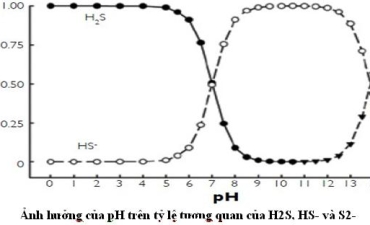 Cách quản lý Hydrogen Sulfide ao nuôi