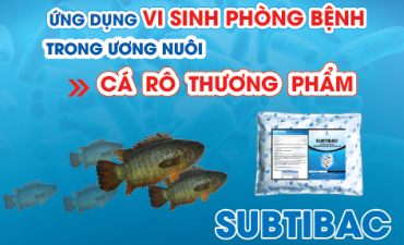 Ứng dụng vi sinh trong nuôi cá rô thương phẩm