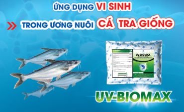 Ứng dụng vi sinh trong ương cá tra giống