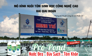 Mô Hình Nuôi Tôm Sinh Học Công Nghệ Cao - Hai Giai Đoạn