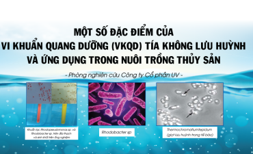 Một số đặc điểm của vi khuẩn quang dưỡng (VKQD) tía không lưu huỳnh và ứng dụng trong NTTS