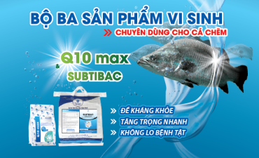 Ứng dụng vi sinh trong nuôi Cá Chẽm thương phẩm