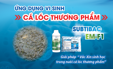 Ứng dụng vi sinh trên Cá Lóc thương phẩm