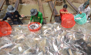 Bài toán vực dậy ngành hàng cá tra