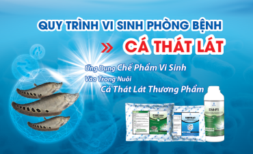 Quy trình vi sinh phòng bệnh Cá Thát Lát