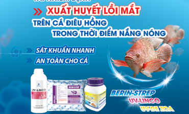 Tái nhiễm xuất huyết, lồi mắt trên Cá Điêu Hồng trong mùa nắng nóng