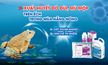 Xuất huyết đỏ đùi, mù mộp trên Ếch mùa nắng nóng